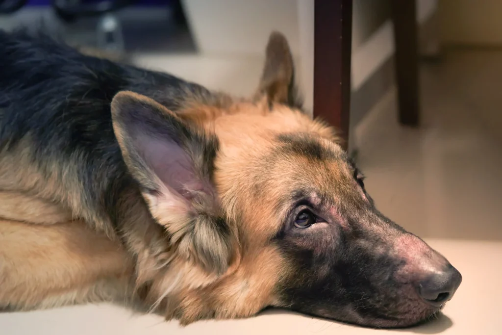 Why German Shepherds Are Prone to Skin Allergies