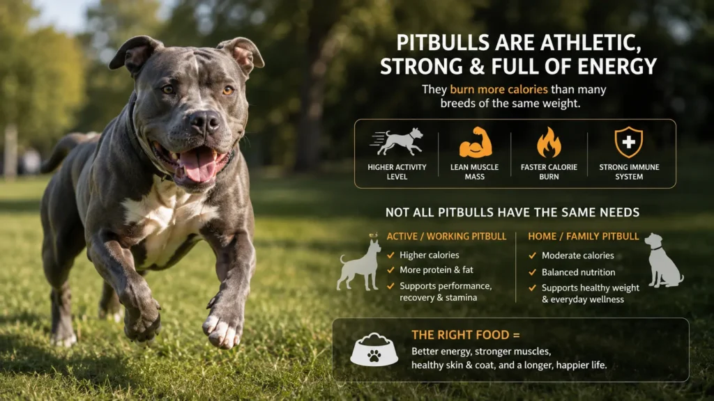 Why Pitbulls Have Different Food Needs?: Best Dog Food for Pitbulls, Explained