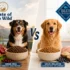 Is BarkBox Worth It? An Honest Review of What’s in the Box