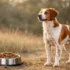 Best Dog Food for Dogs With Digestive Issues