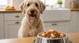 Best Dog Food for Labradoodles