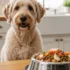 Lamb vs Chicken Dog Food: Which Protein Is Better for Your Dog?