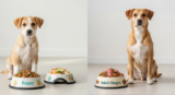 Puppy Food vs Adult Dog Food: What’s the Real Difference and When It Matters