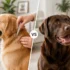 Best Frozen Raw Dog Food in 2026: 7 Picks Compared by Format, Cost & Dog Type